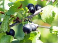 Jostabeeren 3