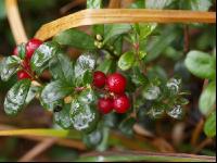 Preiselbeeren 2