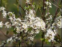 Schlehe Blüte 3