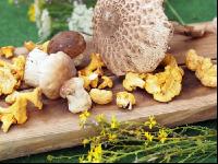 Waldpilze 4