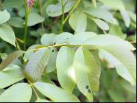 Walnuss Baum 2