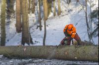 Baum ausasten 15