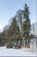 Fichte fällen 2