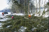 Baum ausasten 10