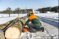 Cutting spruce tree 4