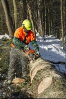 Cutting spruce tree 1