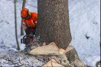 felling spruce 12
