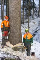 felling spruce 10