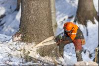 felling spruce 8