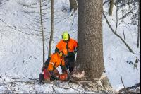 felling spruce 7