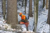 felling spruce 6