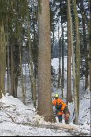 felling spruce 5
