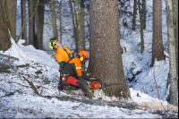 felling spruce 4