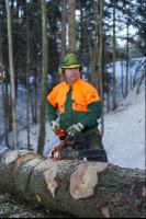 Spruce remove branches 14