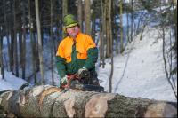 Spruce remove branches 13
