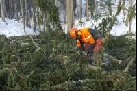 Spruce remove branches 11