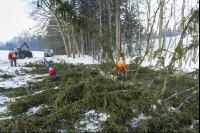 Spruce remove branches 10