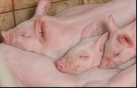 Ferkel 57