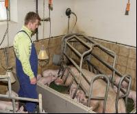 Ferkel säugen 68