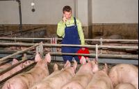 Telefonieren im Maststall