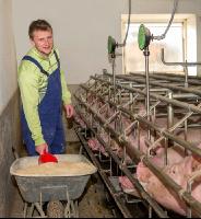 Fütterung Zuchtsauen 1