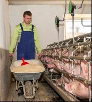 Fütterung Zuchtsauen 2