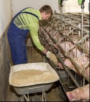 Fütterung Zuchtsauen 3