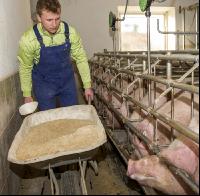 Fütterung Zuchtsauen 4