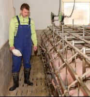 Fütterung Zuchtsauen 5