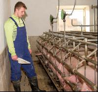 Fütterung Zuchtsauen 7