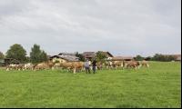 Auf einer Koppelweide 4