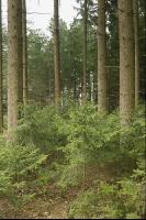 Fichten Naturverjüngung