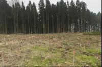Eiche Aufforstung 3