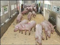 Ferkel verladen 14