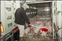 Ferkel verladen 13