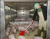 Ferkel verladen 12