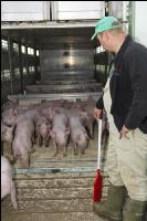 Ferkel verladen 11