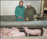 Ferkel Verladehalle 10