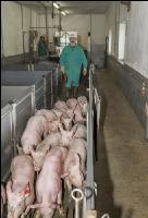 Ferkel Verladehalle 9