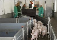 Ferkel Verladehalle 7