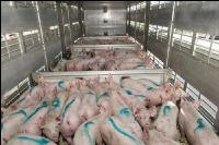 Ferkel verladen 16