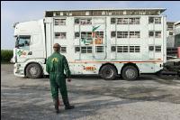 Ferkel Transport 8