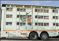 Ferkel Transport 7