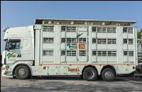 Ferkel Transport 3