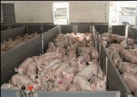 Ferkel Verladehalle 2