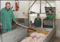 Ferkel Verladehalle 1