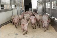Ferkel verladen 6