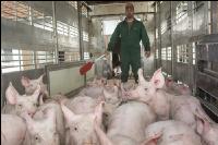 Ferkel verladen 4