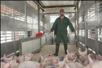 Ferkel verladen 3