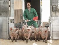 Ferkel verladen 2